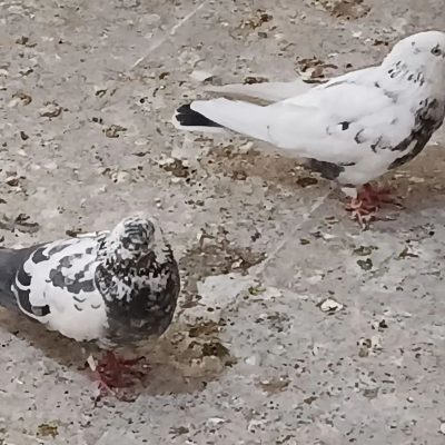 2026-06-06_at_01.24.36.836
