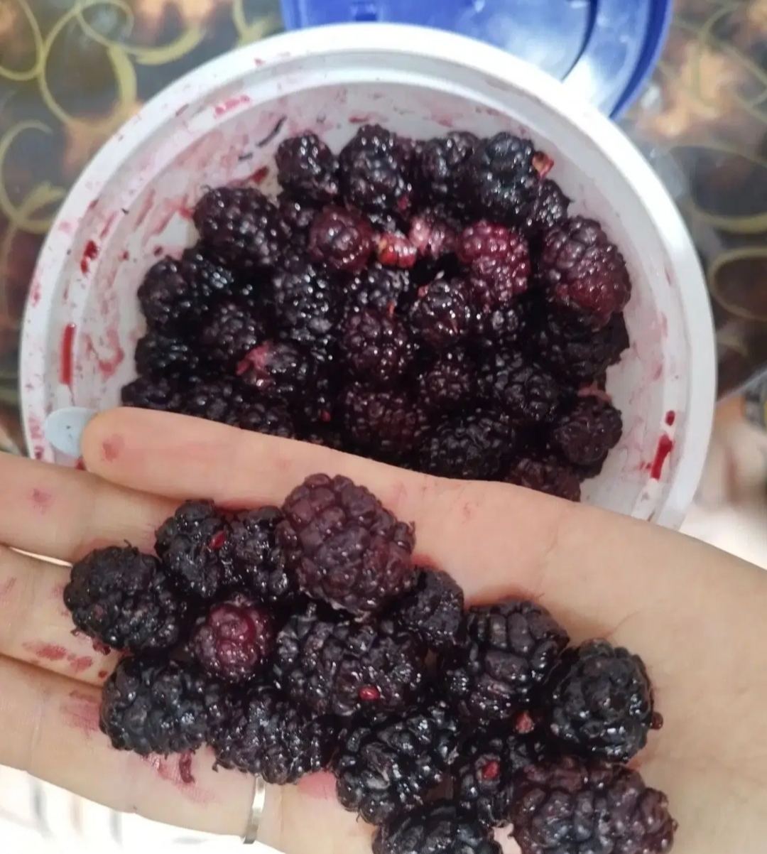 شاتوت تازه